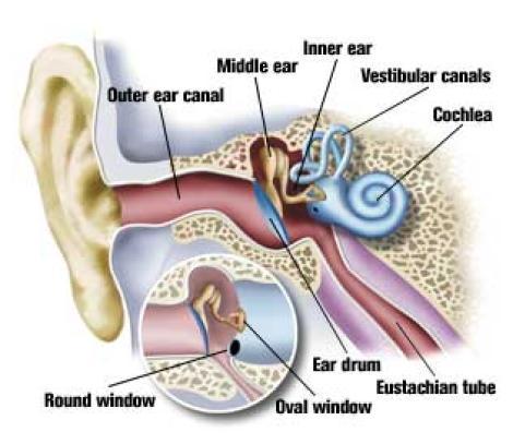 Image from www.divebuddy.com