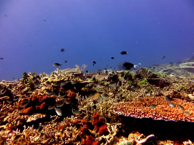 The best dive site around  the Gilis!