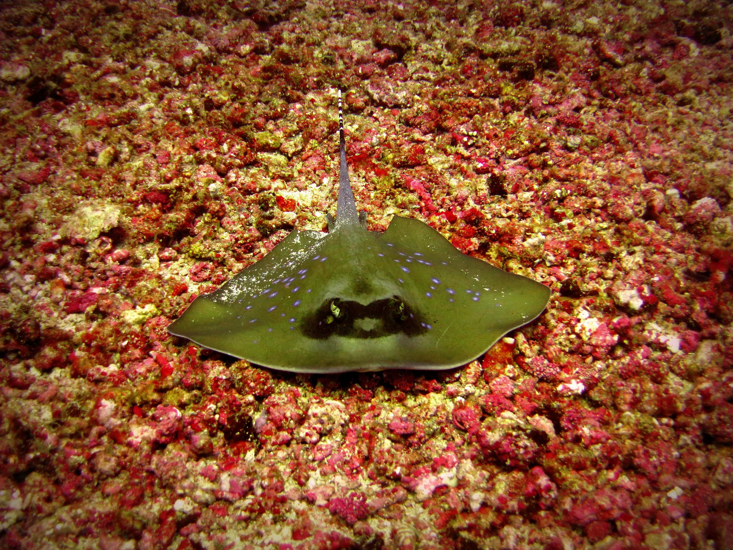 7 Tips to improve your underwater photos