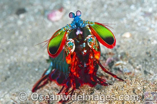 Animal of the month - The Peacock Mantis Shrimp