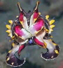 Animal of the month - Flamboyant Cuttlefish