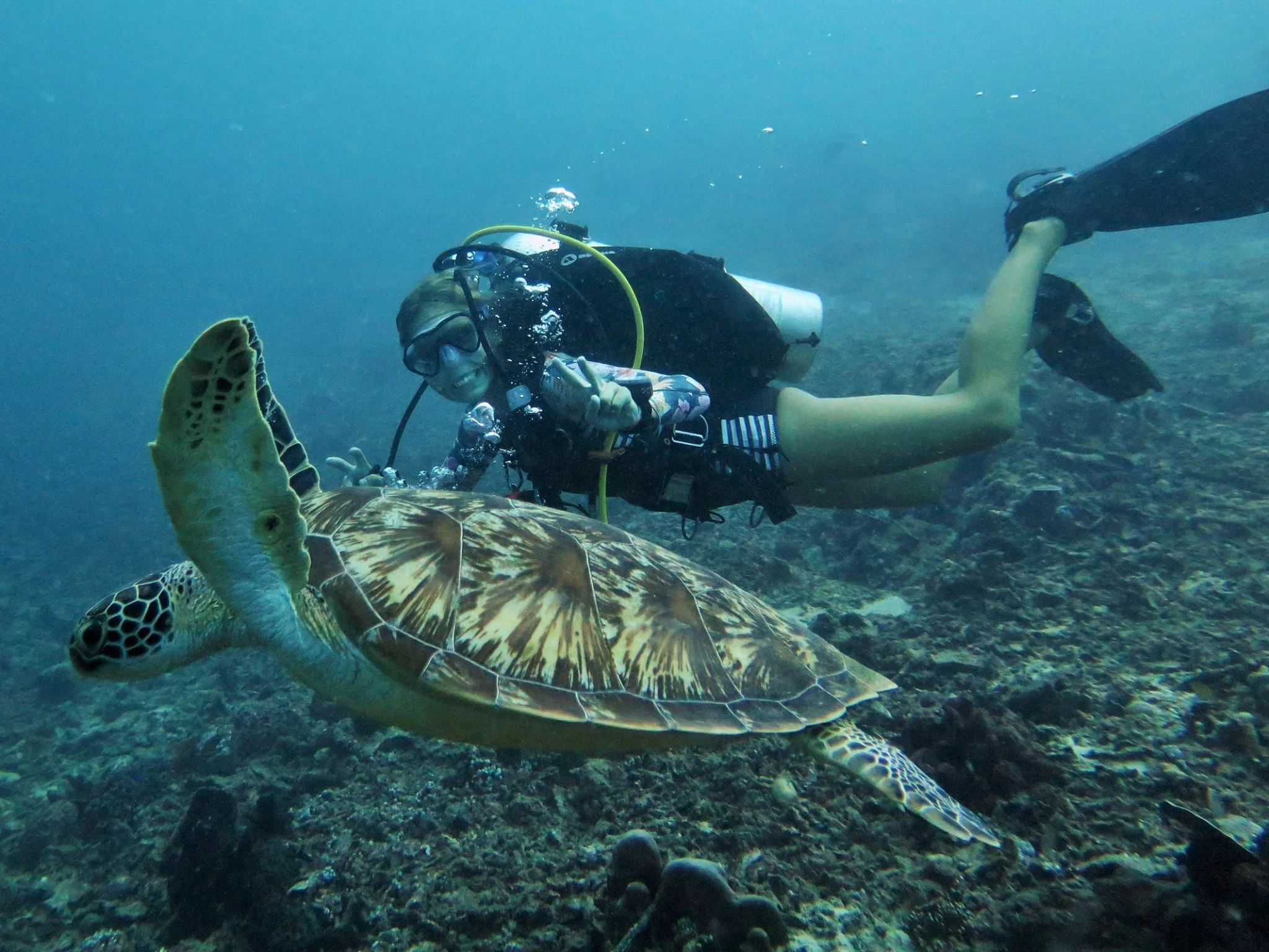 Animal of the month - The turtle