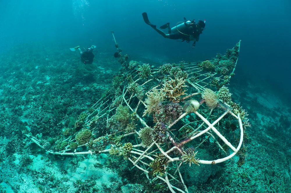 biorockstructuredivesite