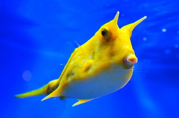 Animal of the month - Cow Fish