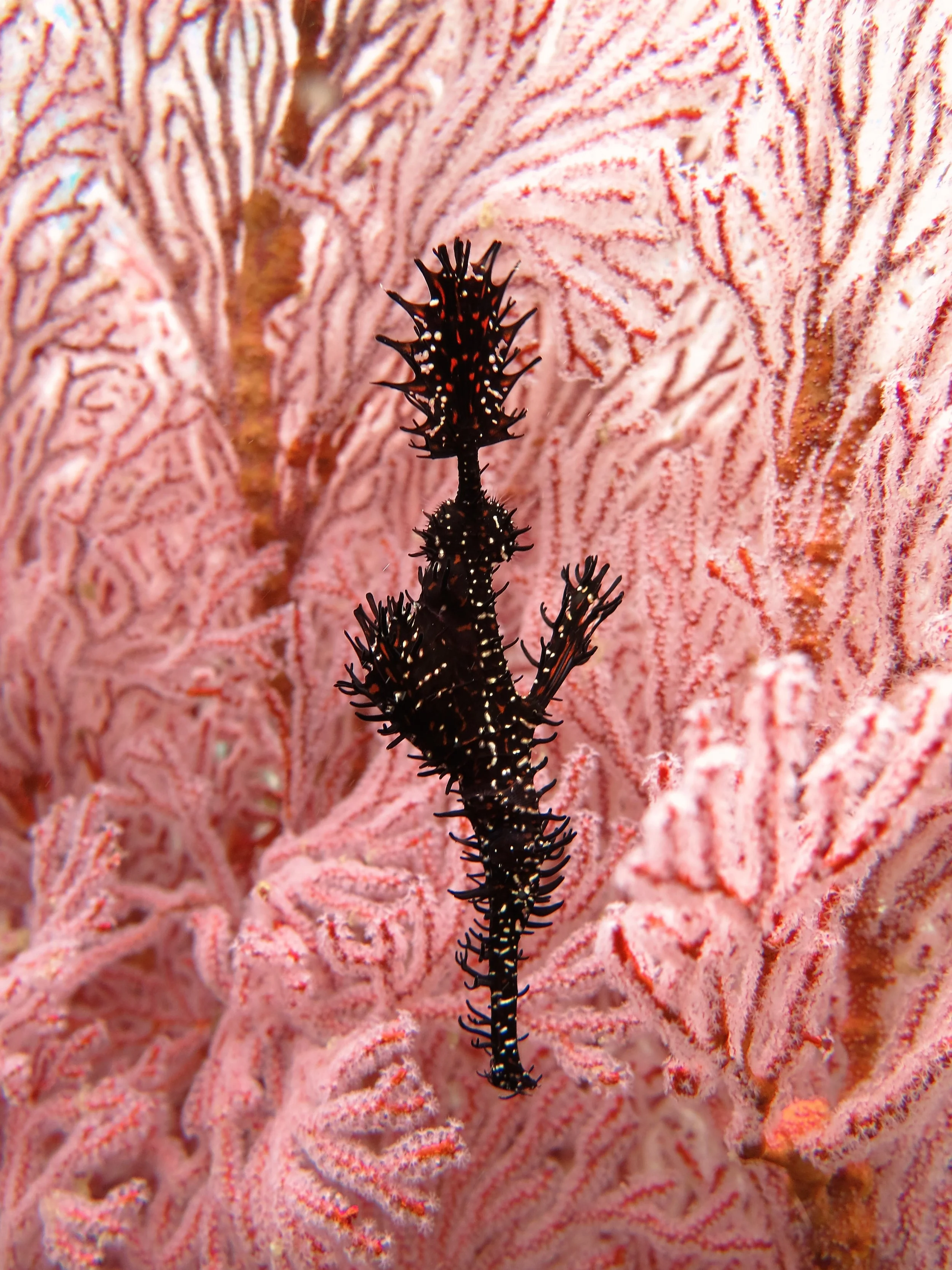 Animal of the Month - The Ornate Ghostpipefish