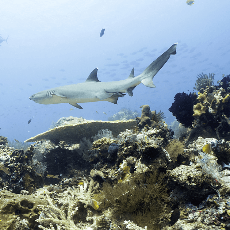 Shark Point & Deep Shark Point