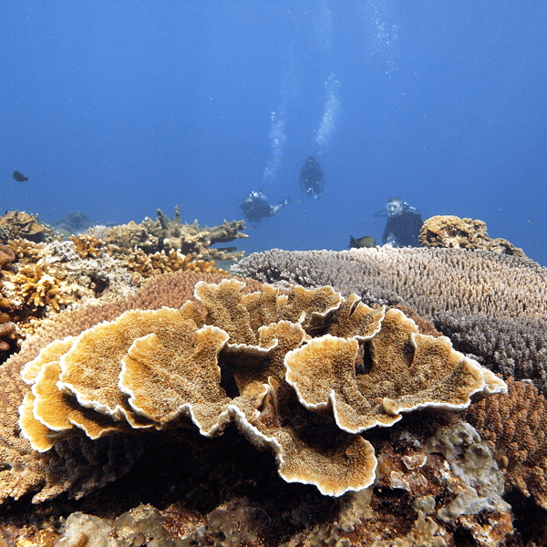 Simon's Reef