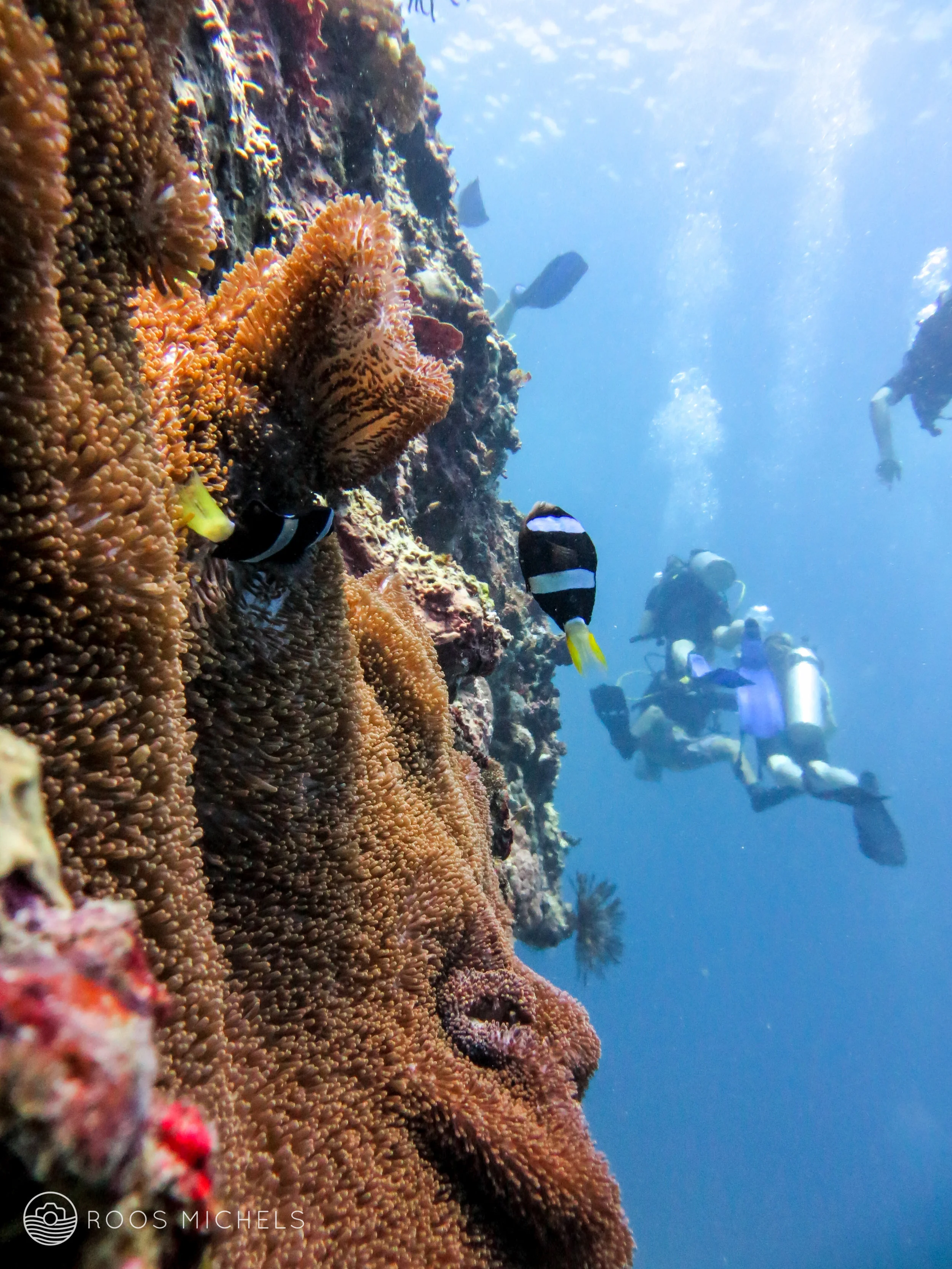 Gili Dive Sites — Dive Central Gili One of Gili Trawangan's Premier
