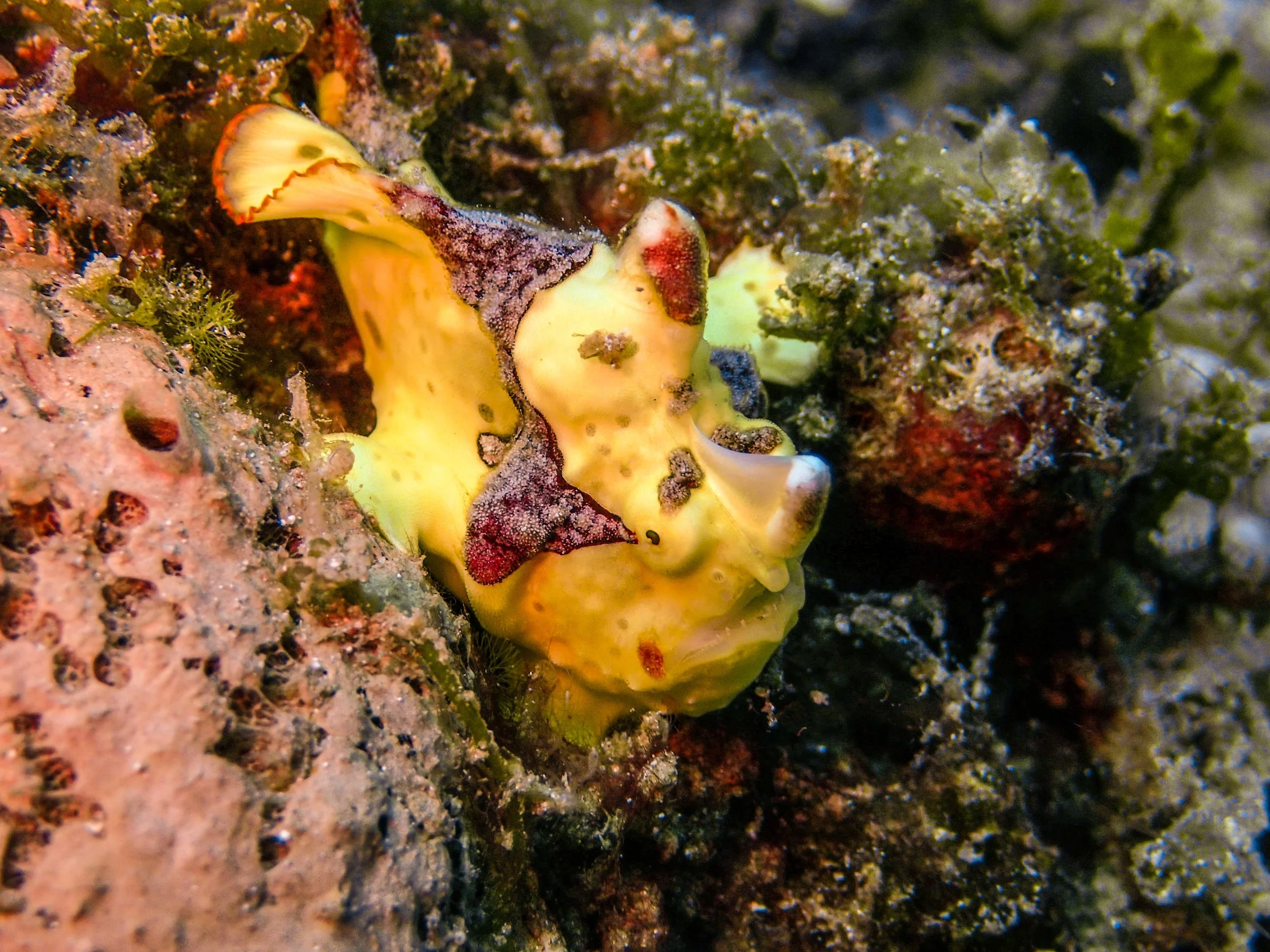 Painted Frogfish, photo: Andrew Vranch, @andrewvranch IG