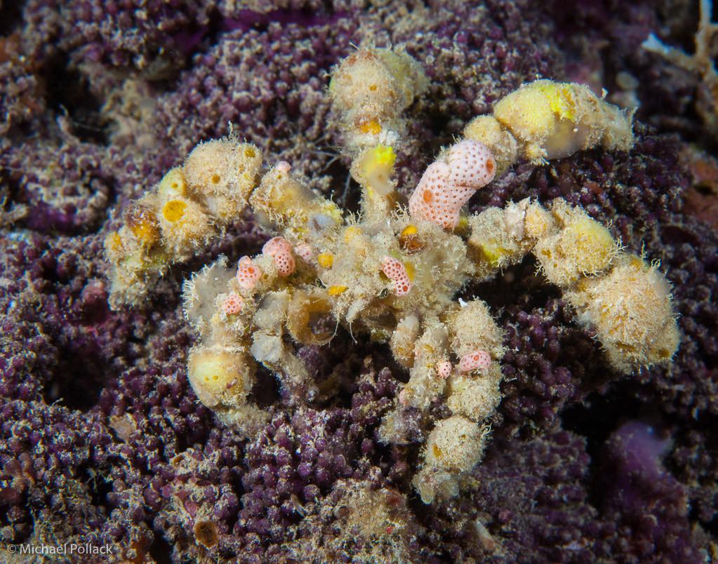 decoratorcrab.jpg