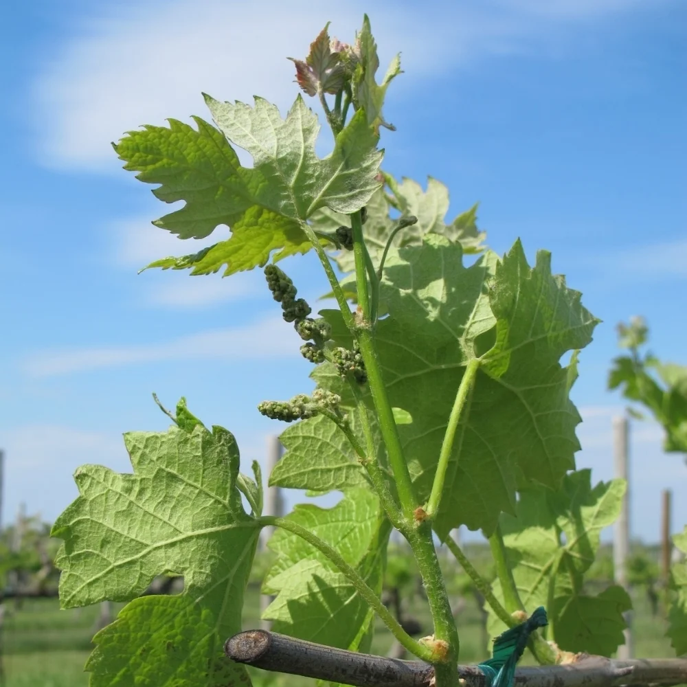 Frolic and Detour: Long Island's North Fork