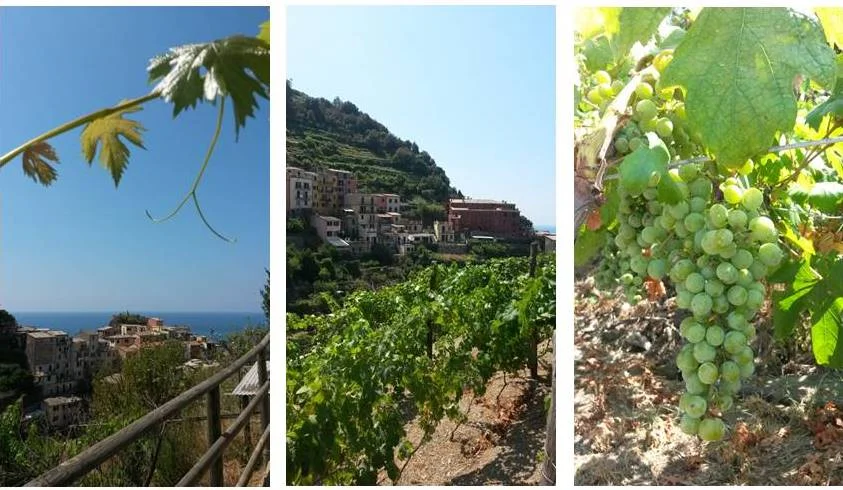 © 2015 Tracie Robinson