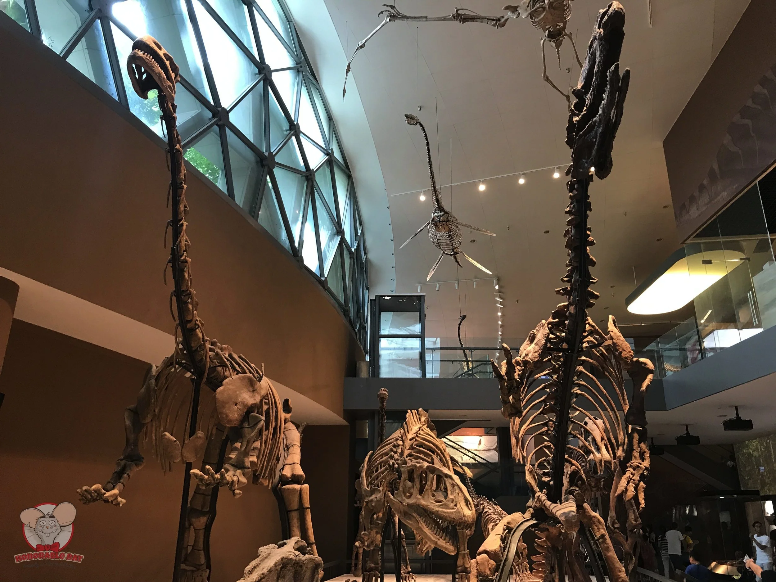 Dinosaur bones