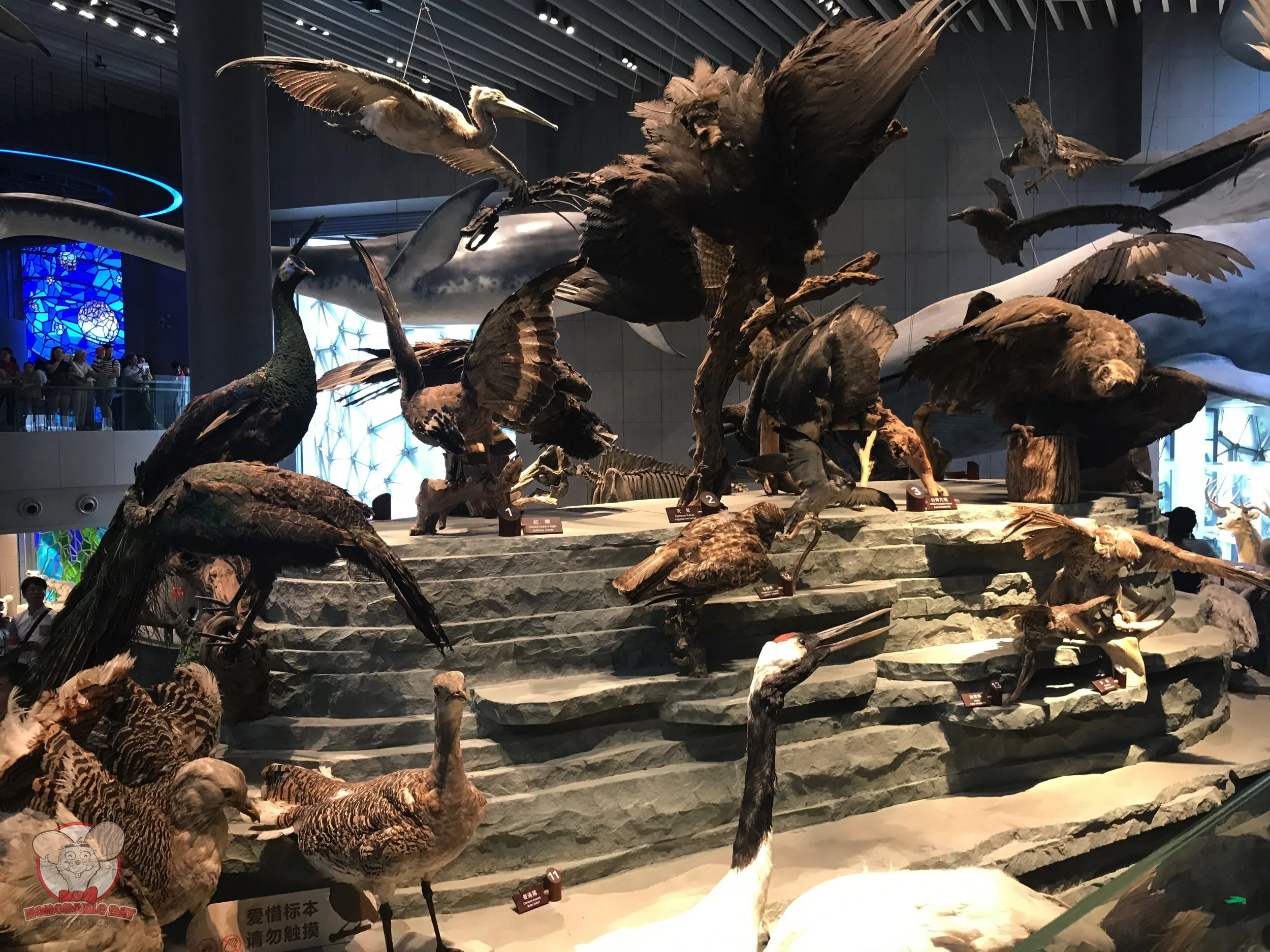 Bones with feathers