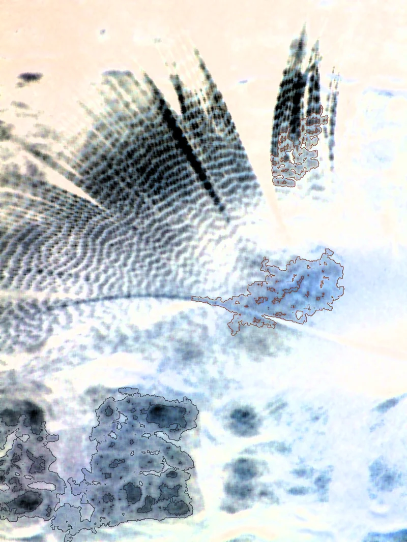 SUBMERGED FEATHER 3  Digital Photography & Rendering      