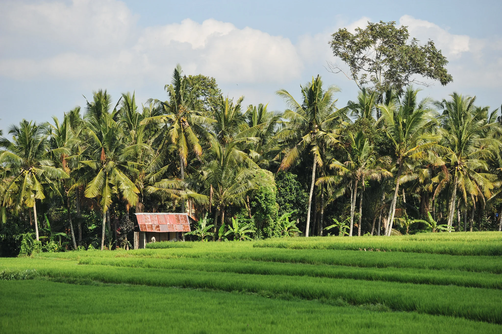 Walking (jalan jalan) through the rice fields of Bali. Image Credit: Matt Oldfield. Jalan Jalan.