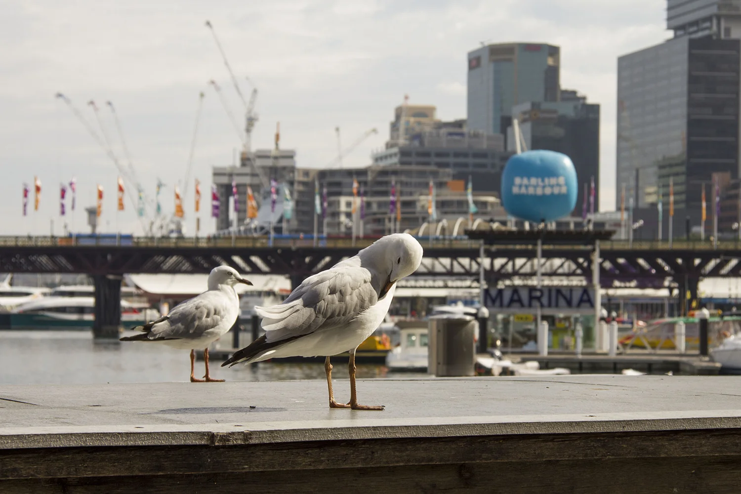Darling_Harbour_Signage07.jpeg
