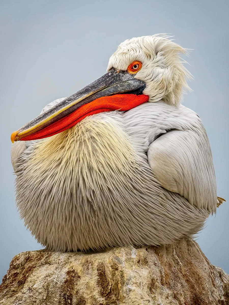 Dalmatian Pelican - Greece by Neville Turton