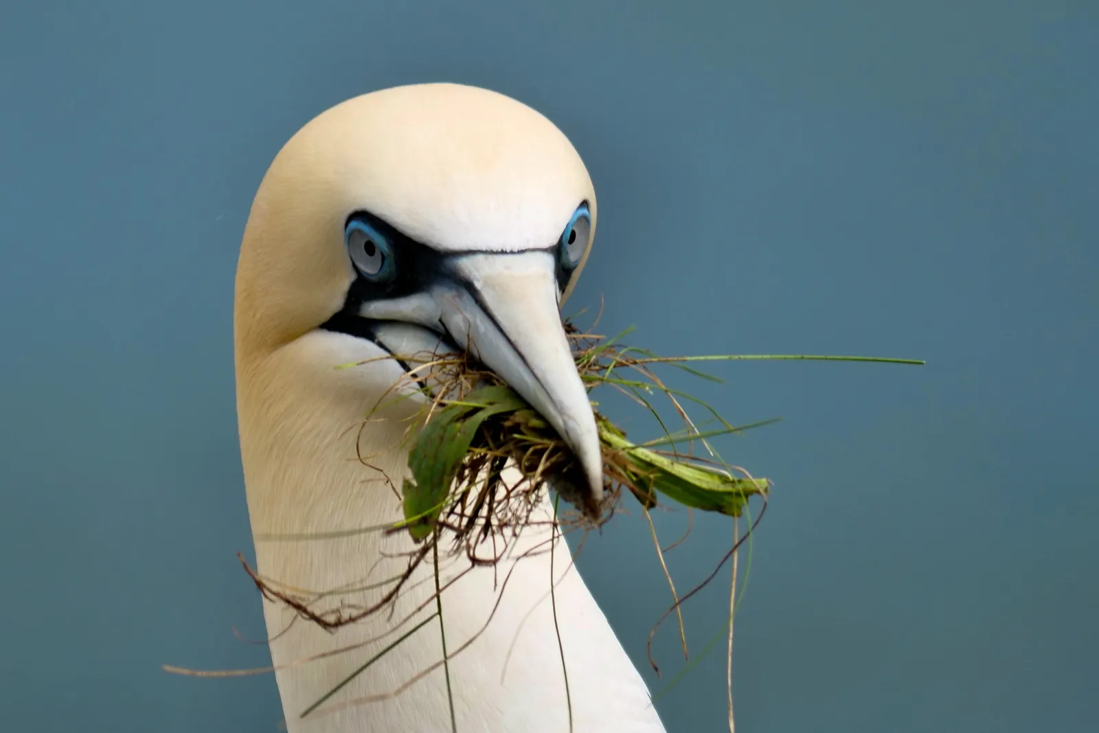 01 The Nesting Gannet.png