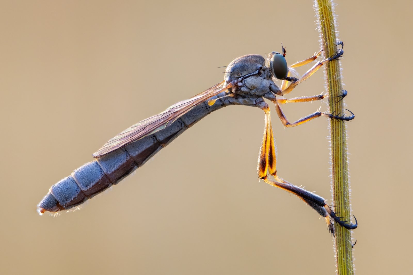 Highly Commended_Tony Marsh_Slender Footed Robber Fly.jpg