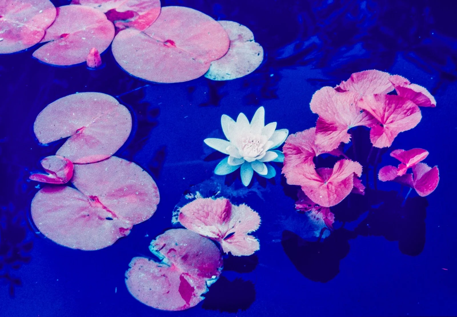 Allan Harris_004_Experiment in IR 1986, yellow filter.jpg