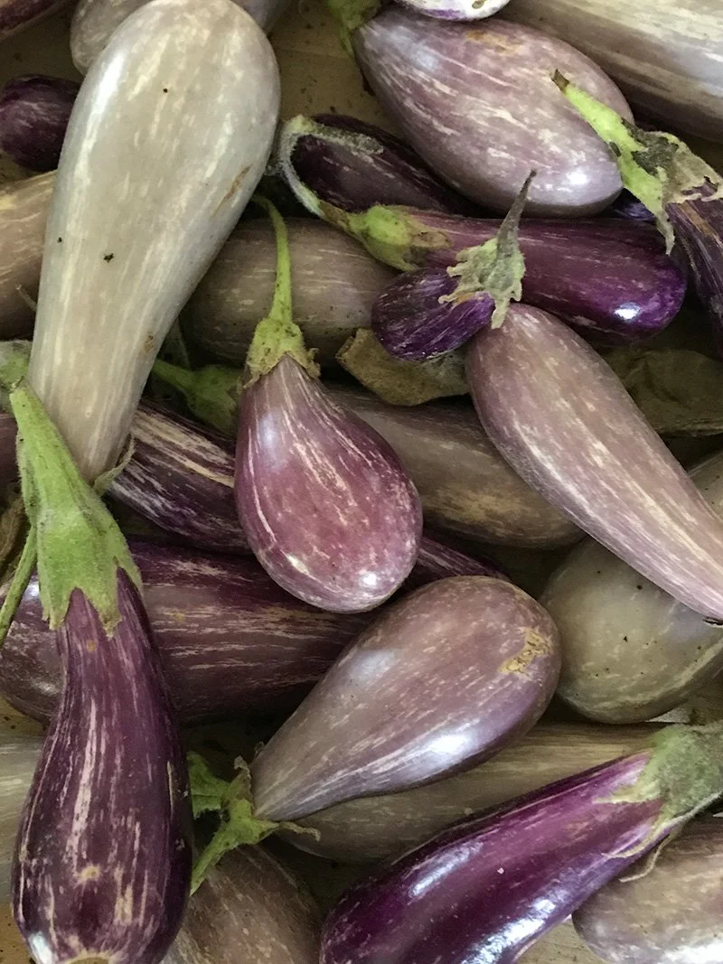 Eggplants-Summer2020-v1.JPG