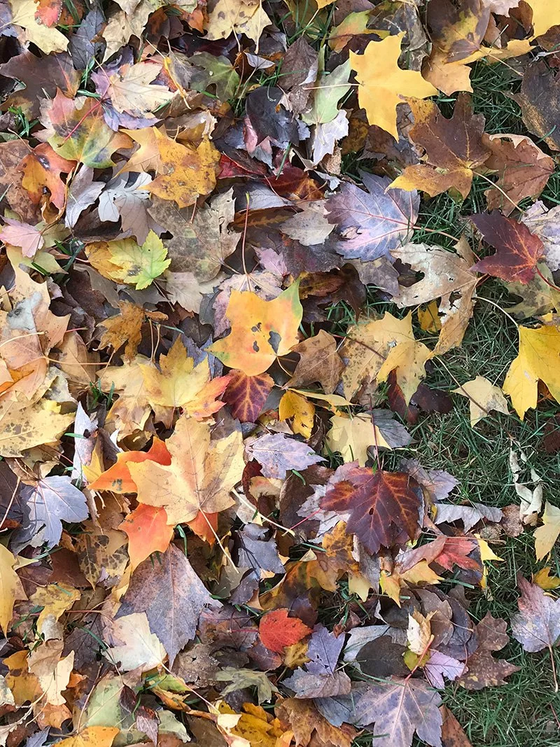 Fall-Leaves2-LR.jpg