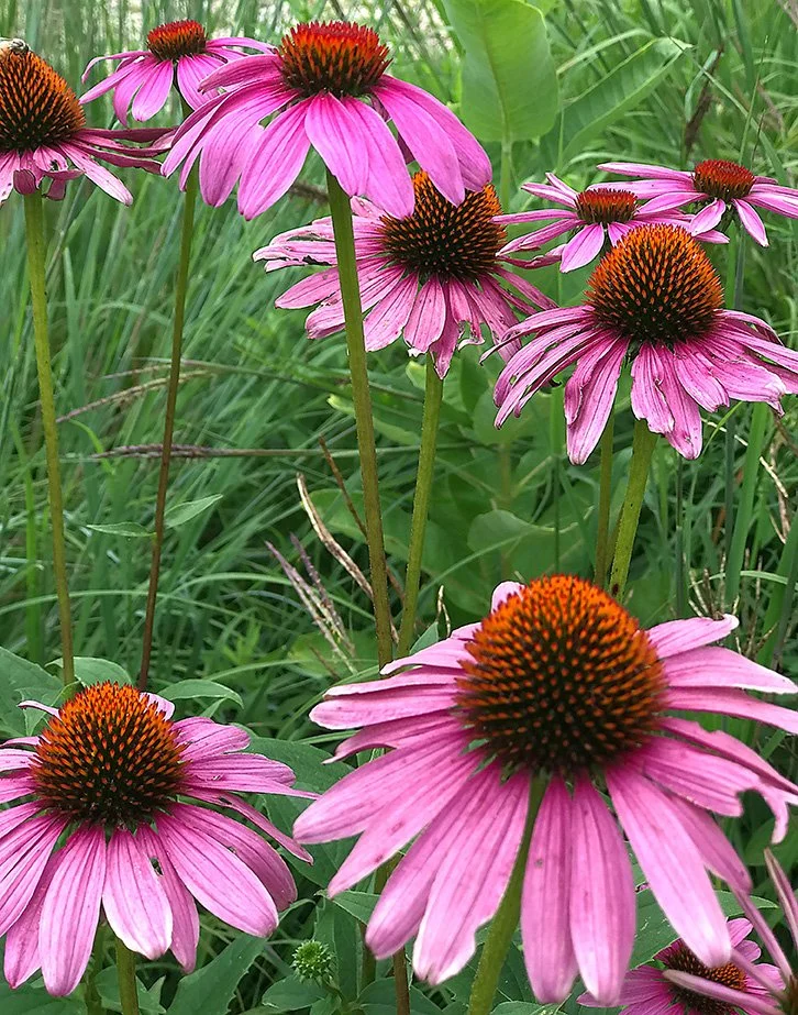 CH-Echinacea-7-2024.jpg
