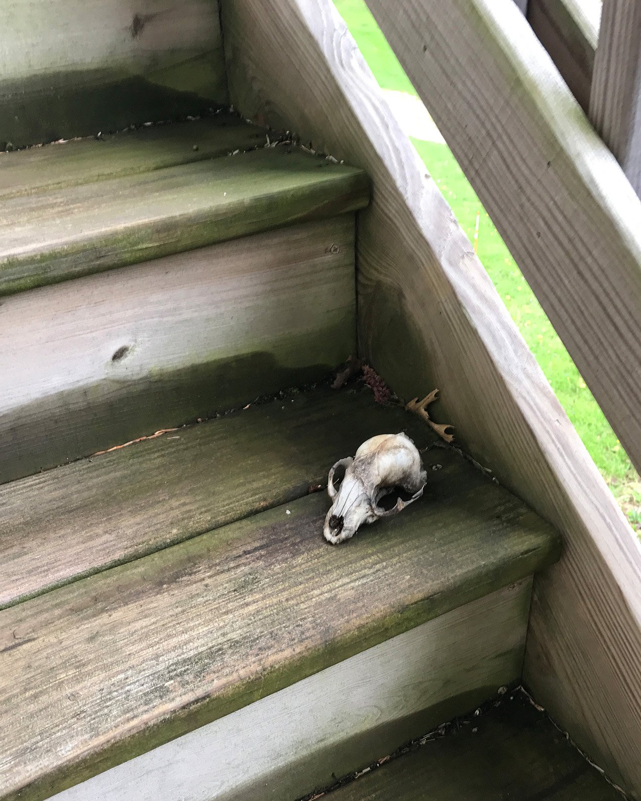 Skull-On-CHStairs-CROP.jpg