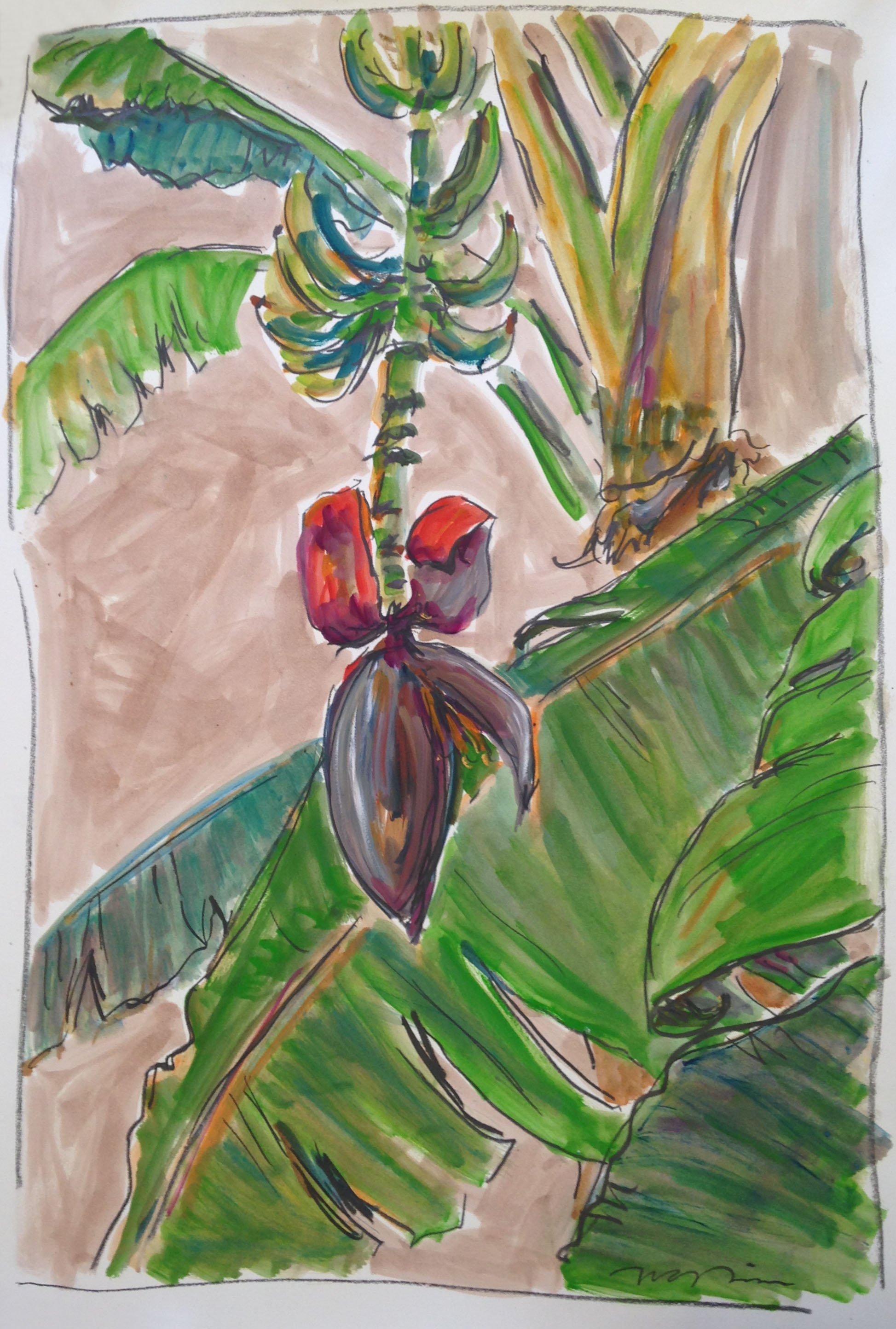 "Banana Flower" by Tim Trapolin, graphite, oil, and oil wash on French paper, 30"X44", value: $4,200 (Donated in honor of Louise Martin & Camille Strachan)