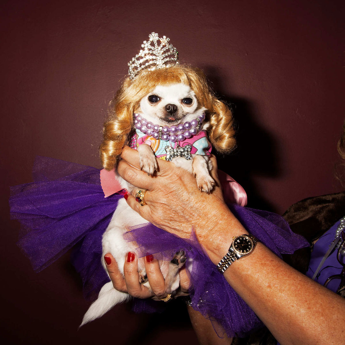 Doggies and Tiaras Pageant for New York Magazine 's The Cut, February 2013 Photos by Amy Lombard