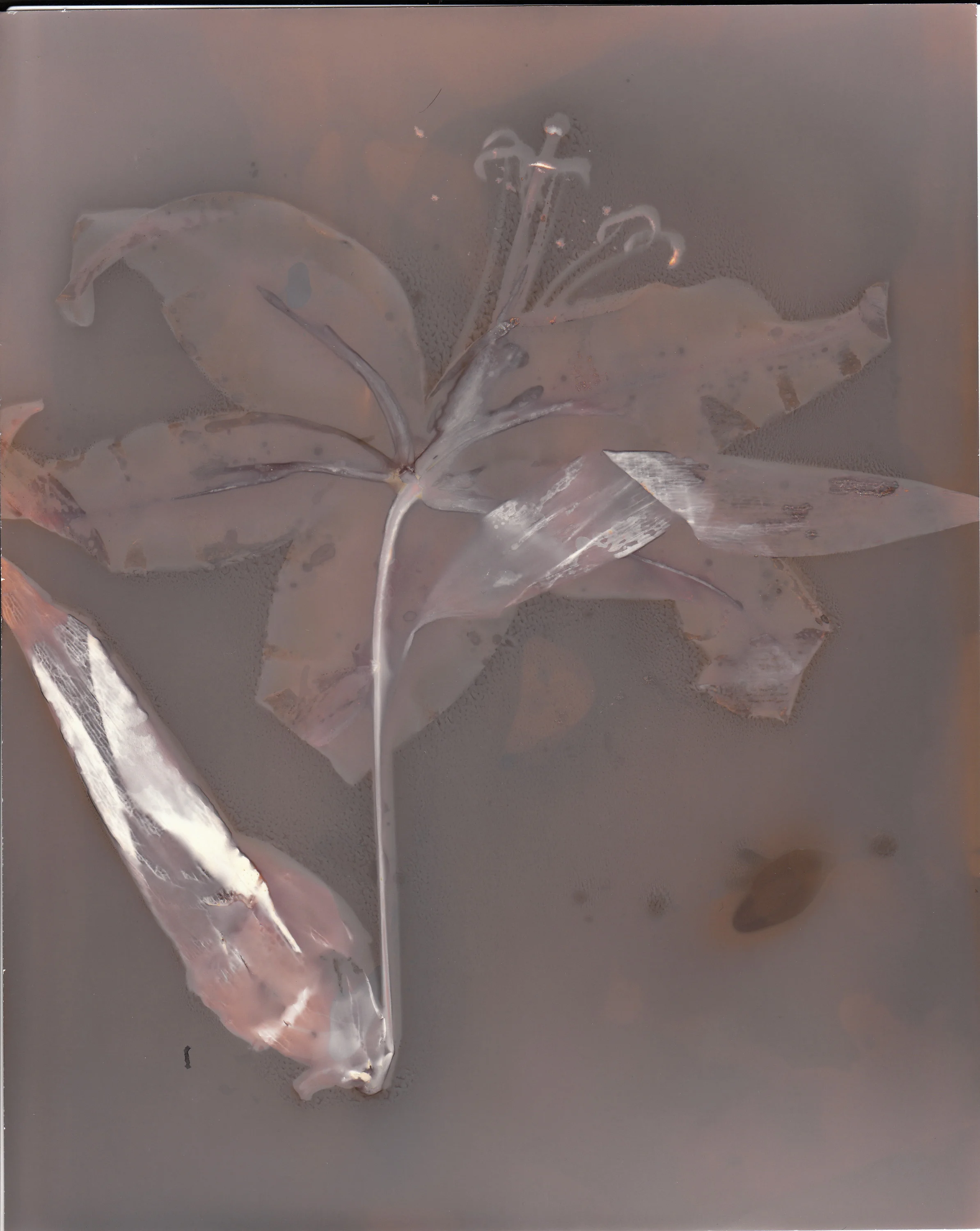 Stargazer Lily