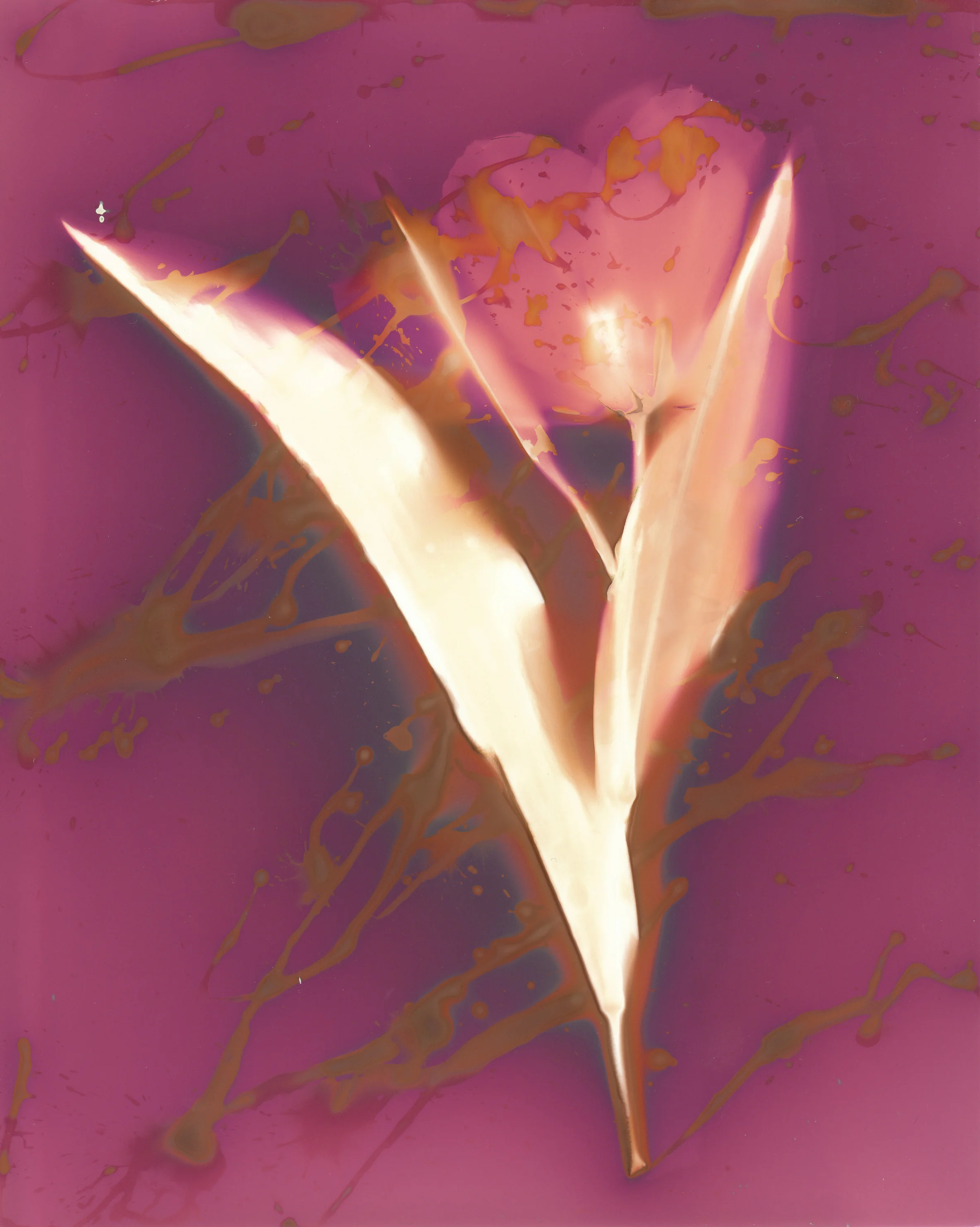 Tulip