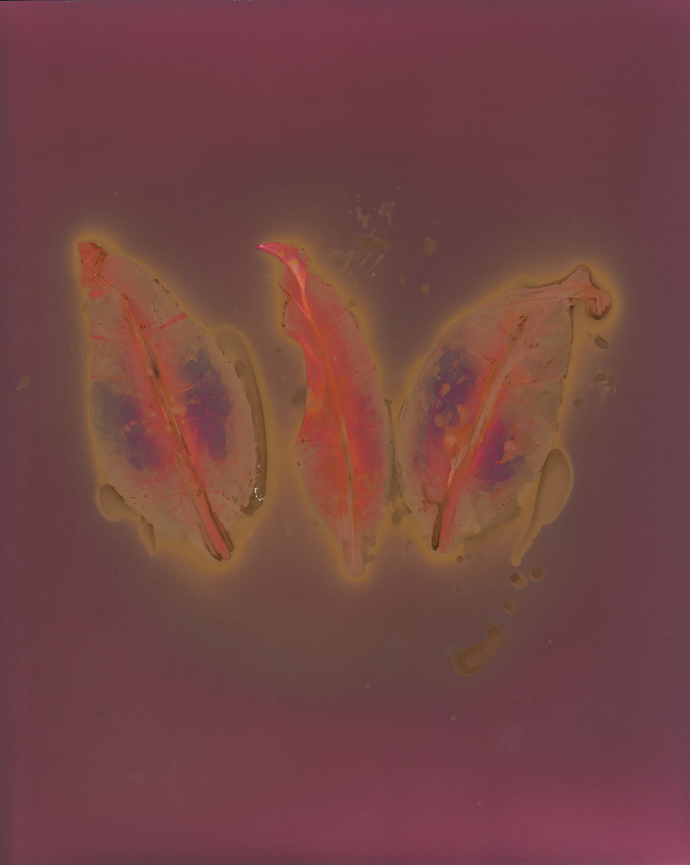 Stargazer Lily Petals
