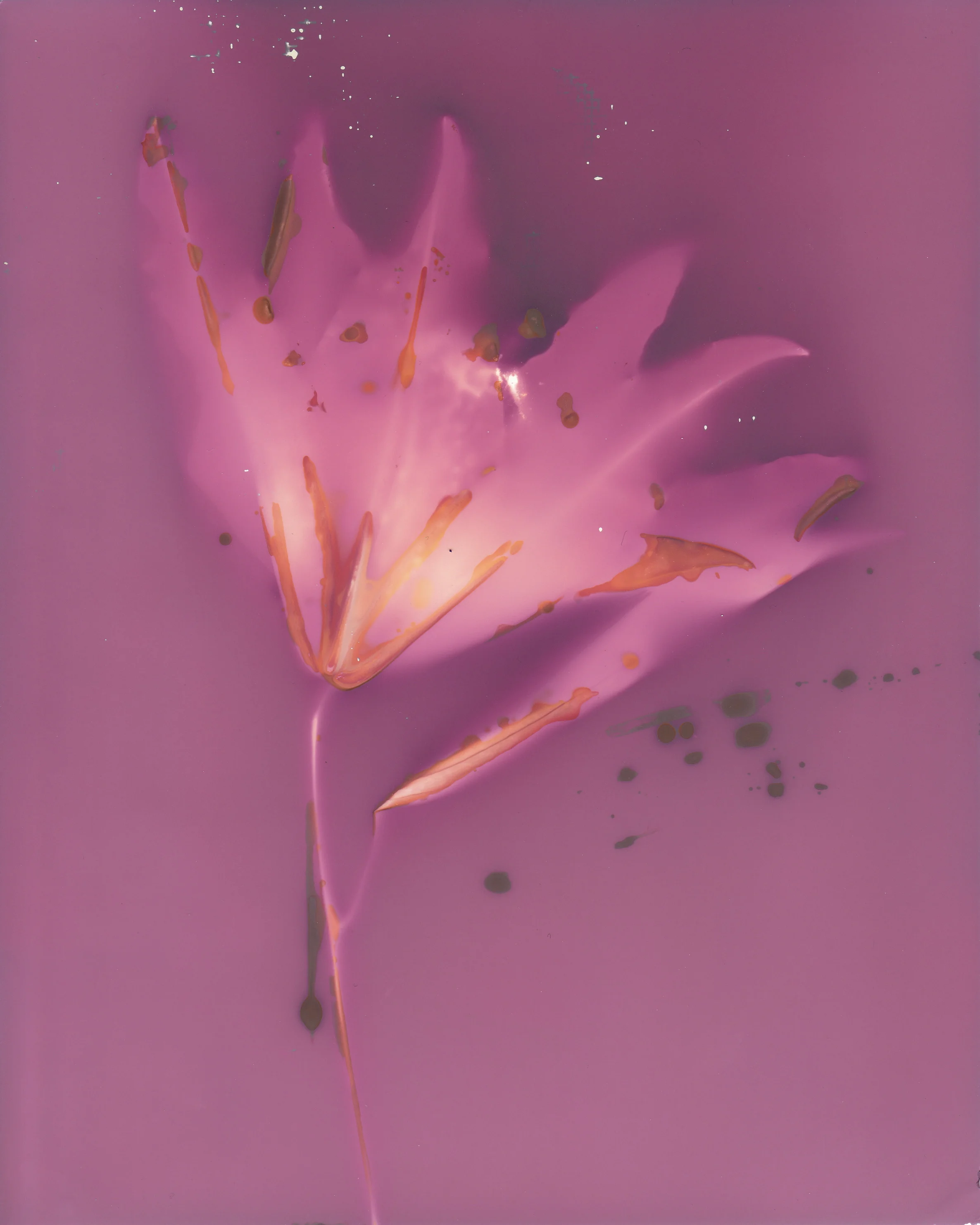 Stargazer Lily
