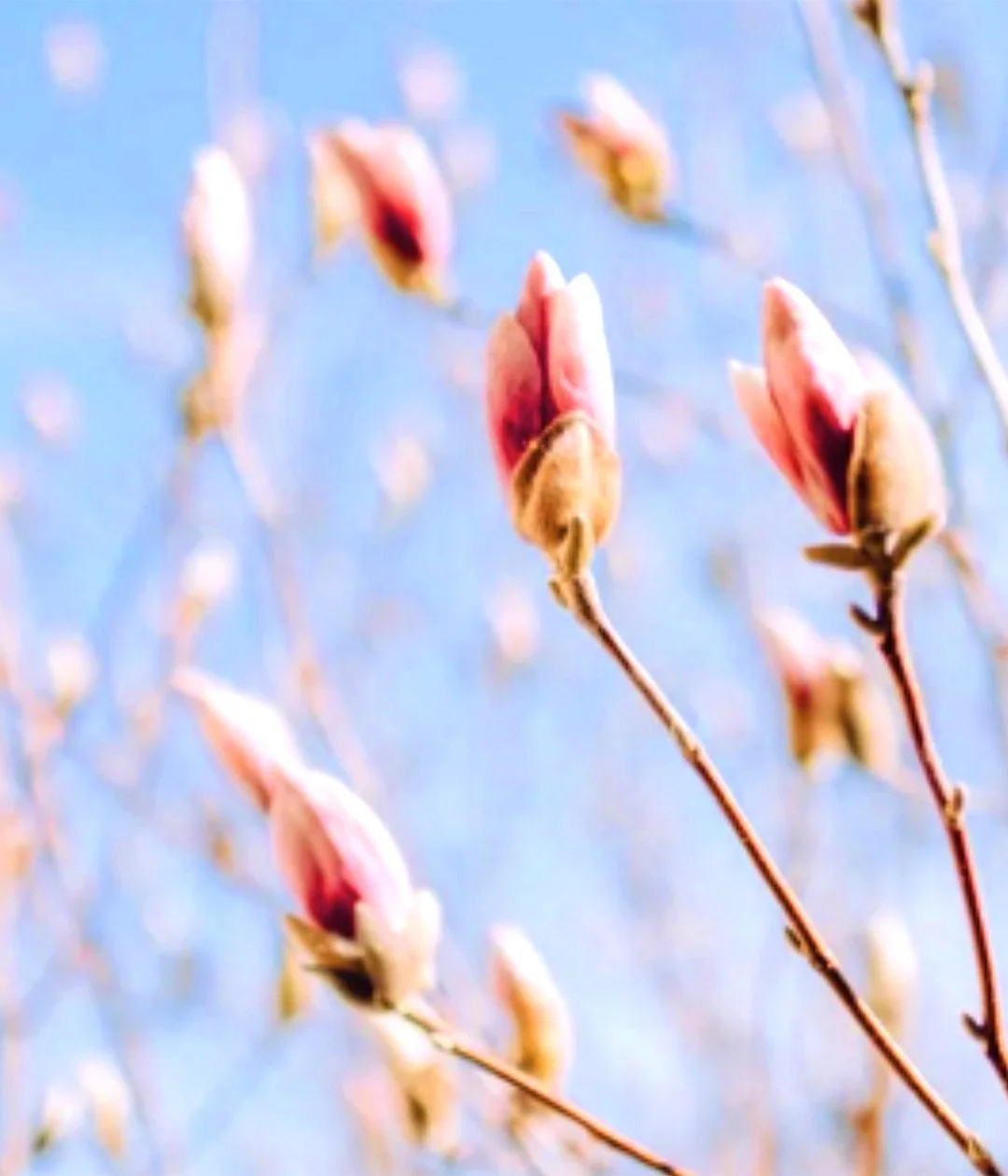flowers.jpg