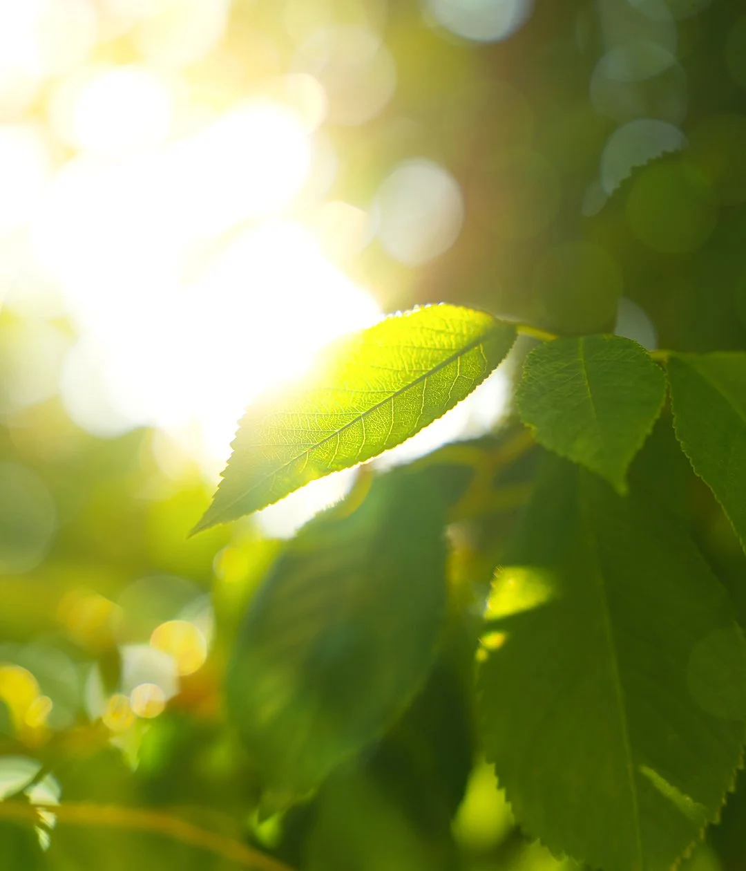 leaves.jpeg