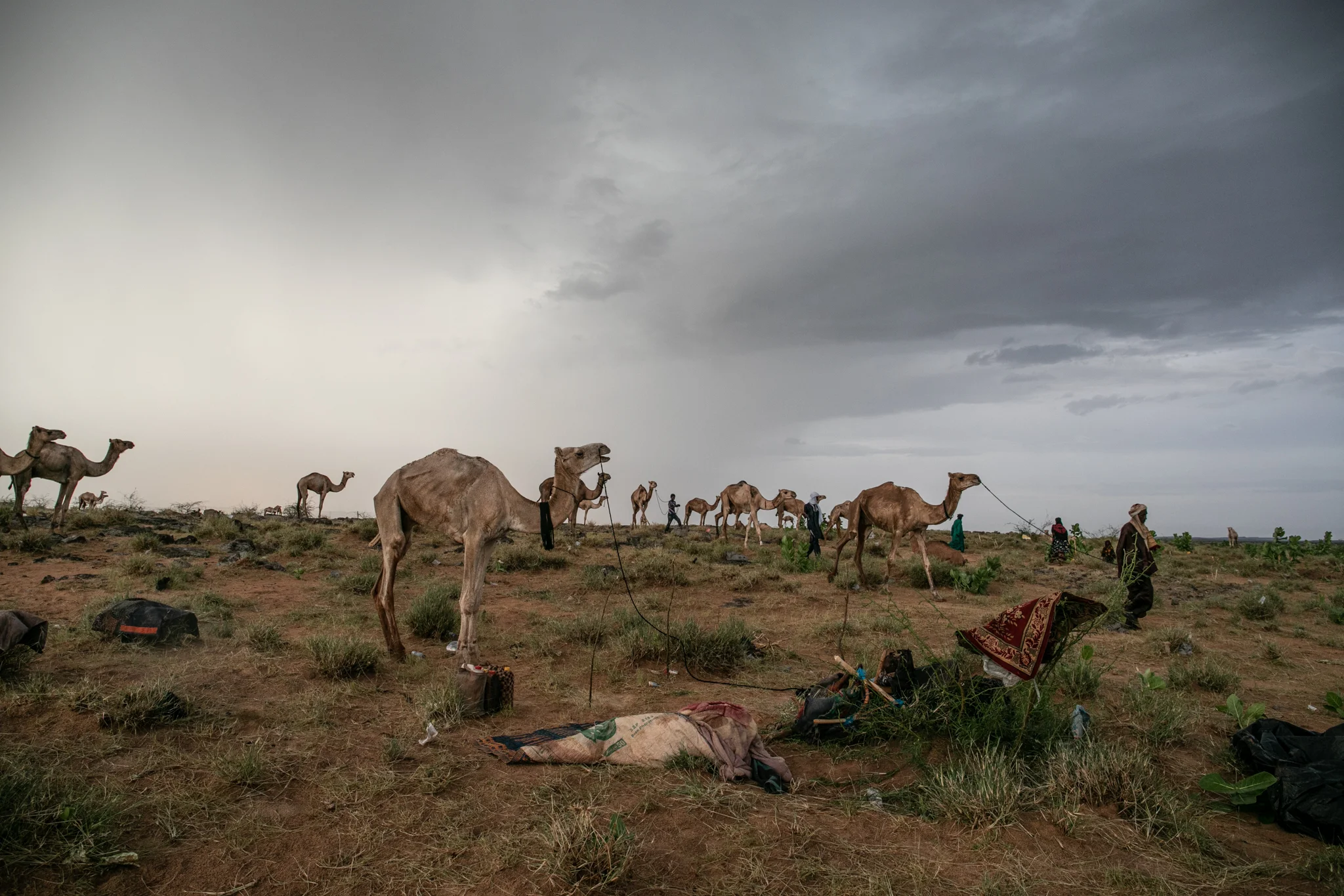 Ingall’s oasis and saline soils provide food and water for the tired camels and cattle before taking the route to the south.