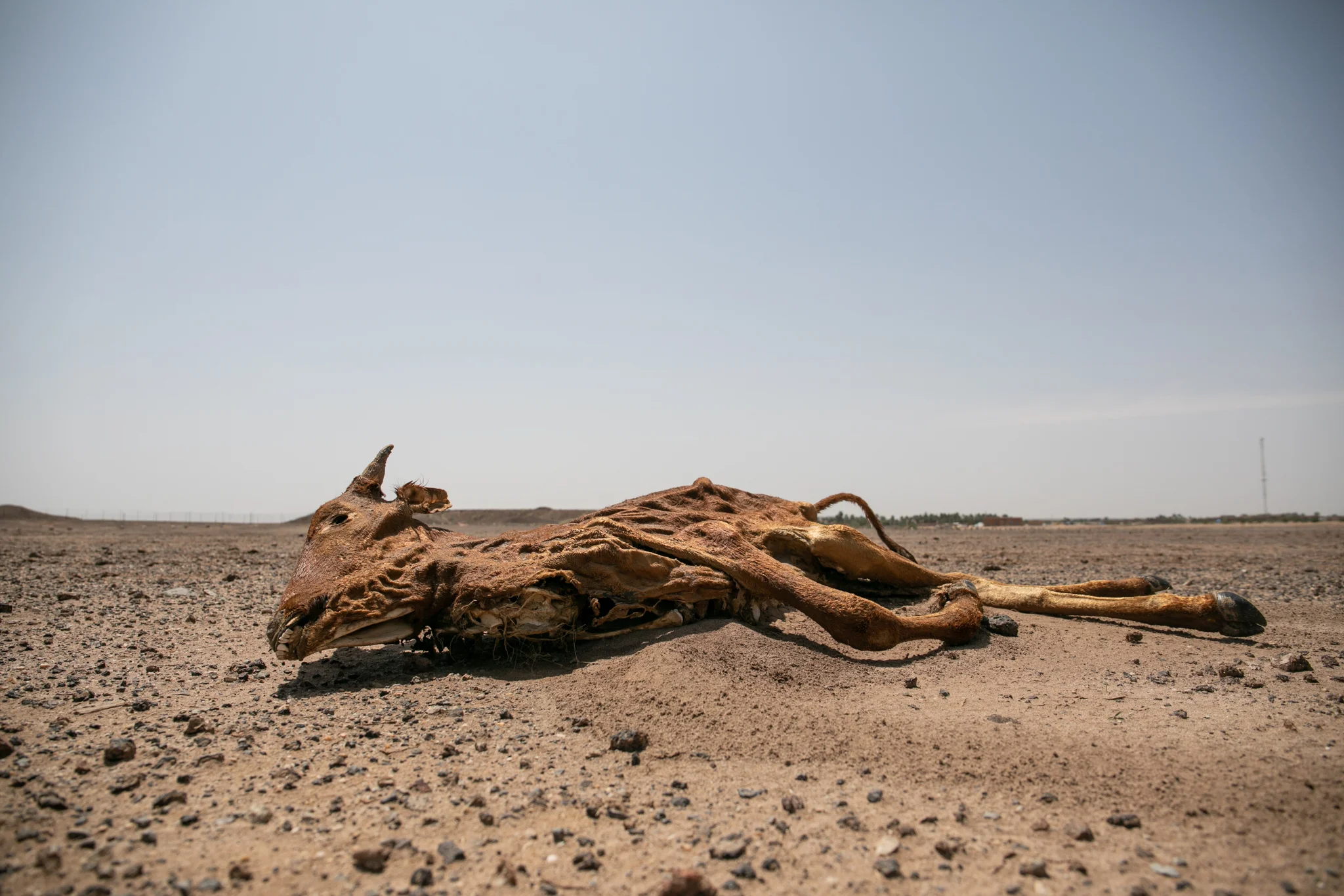 CureSalé_Niger_2018_44.jpg
