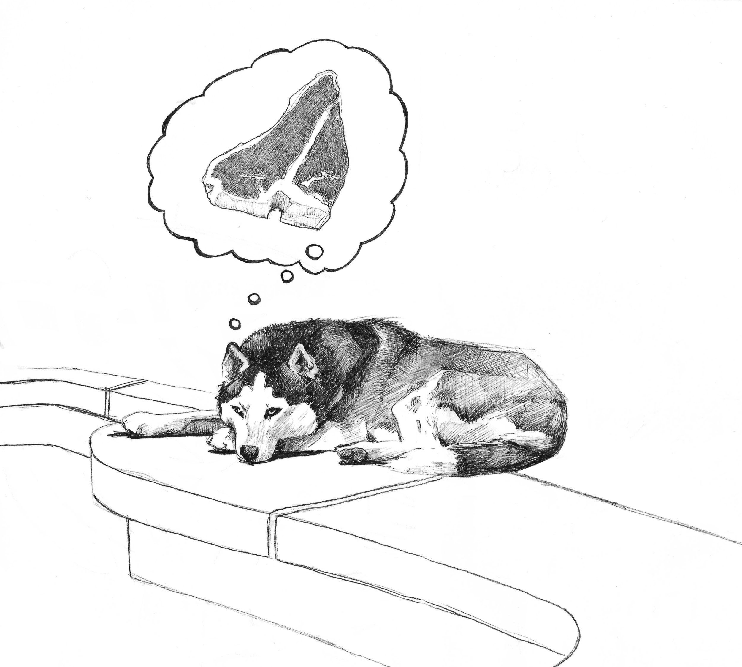 dog dreams.png