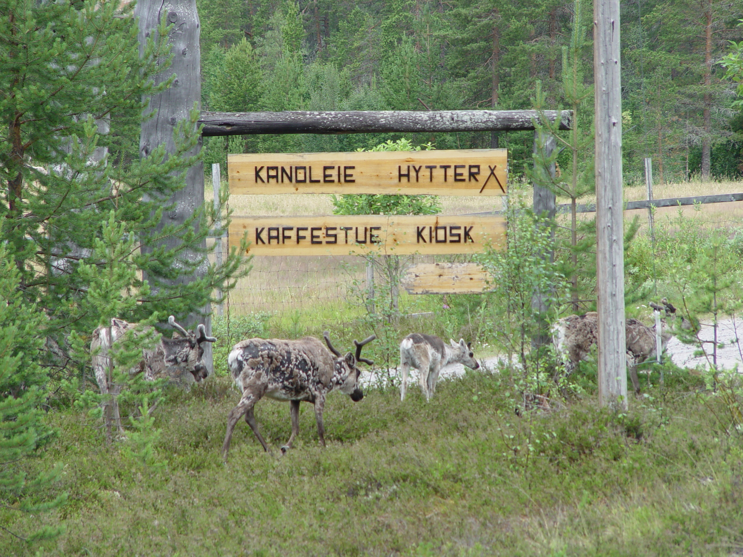 Wake up to the sound of grassing reindeers