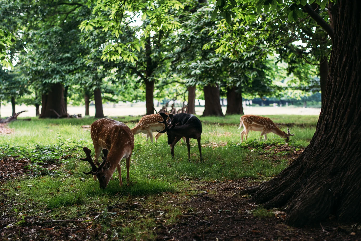 summery-richmond-park-engagement-shoot-77.jpg