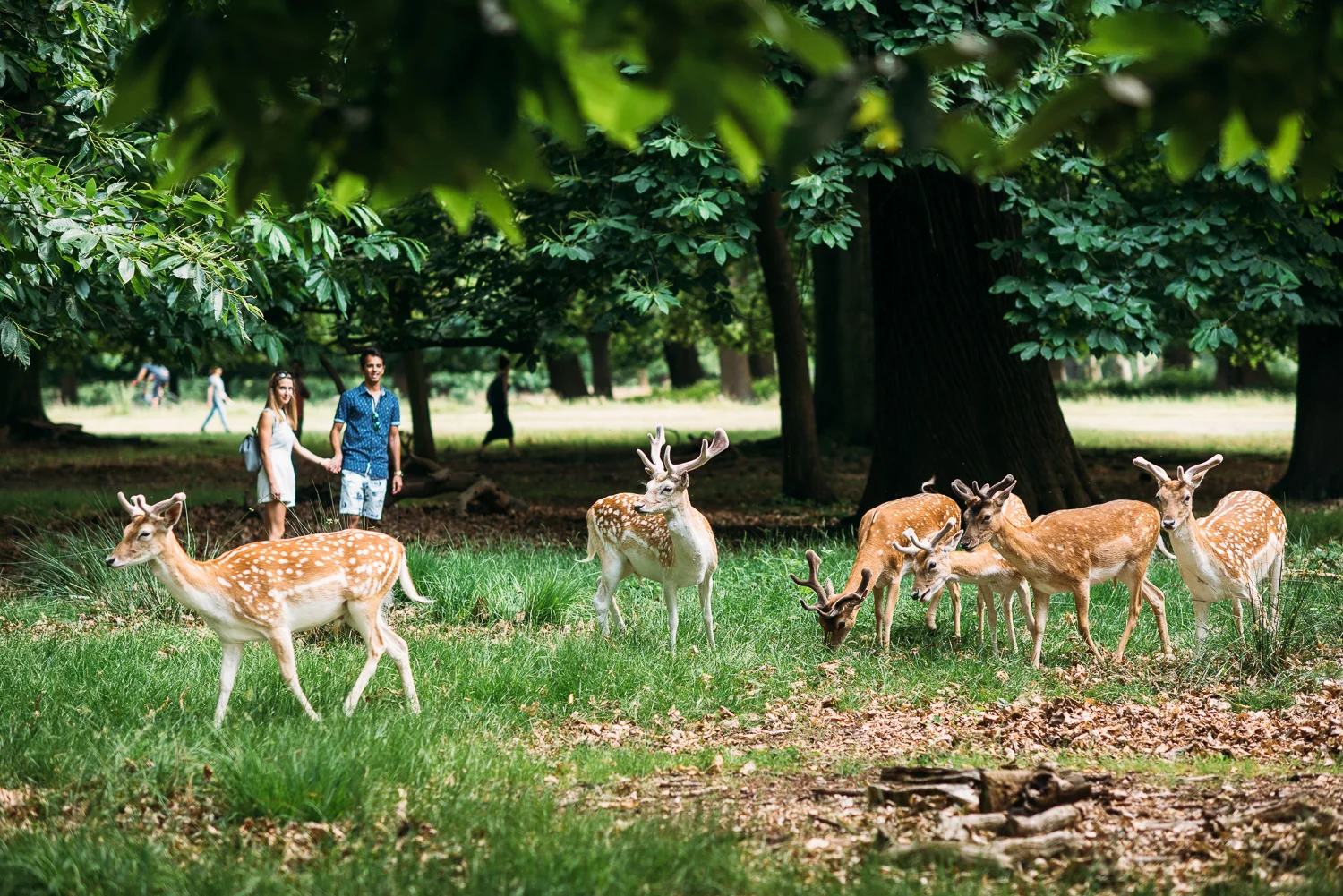 summery-richmond-park-engagement-shoot-79.jpg
