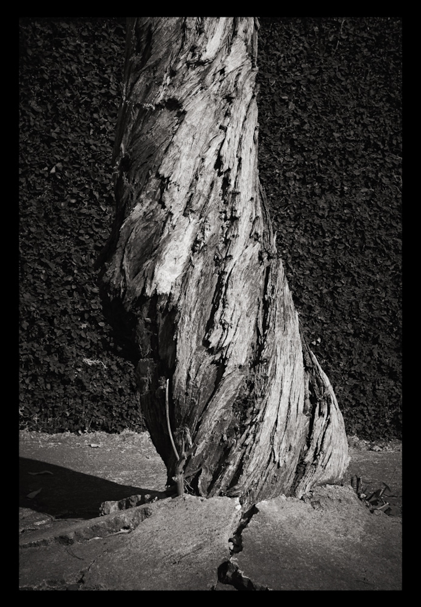 Twisted Tree, México 2010