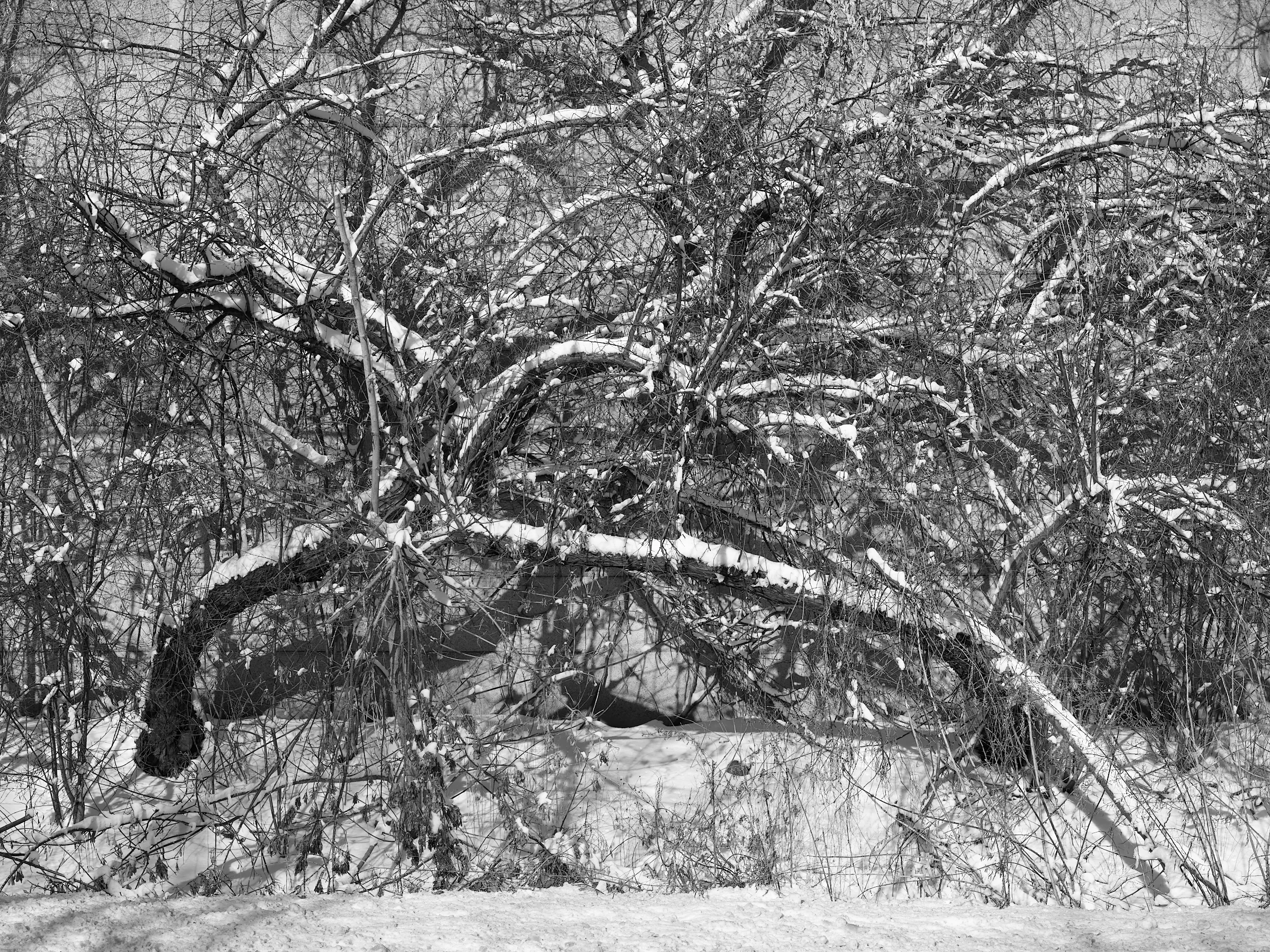 Snowy Shrubs, Mississauga, January 2018