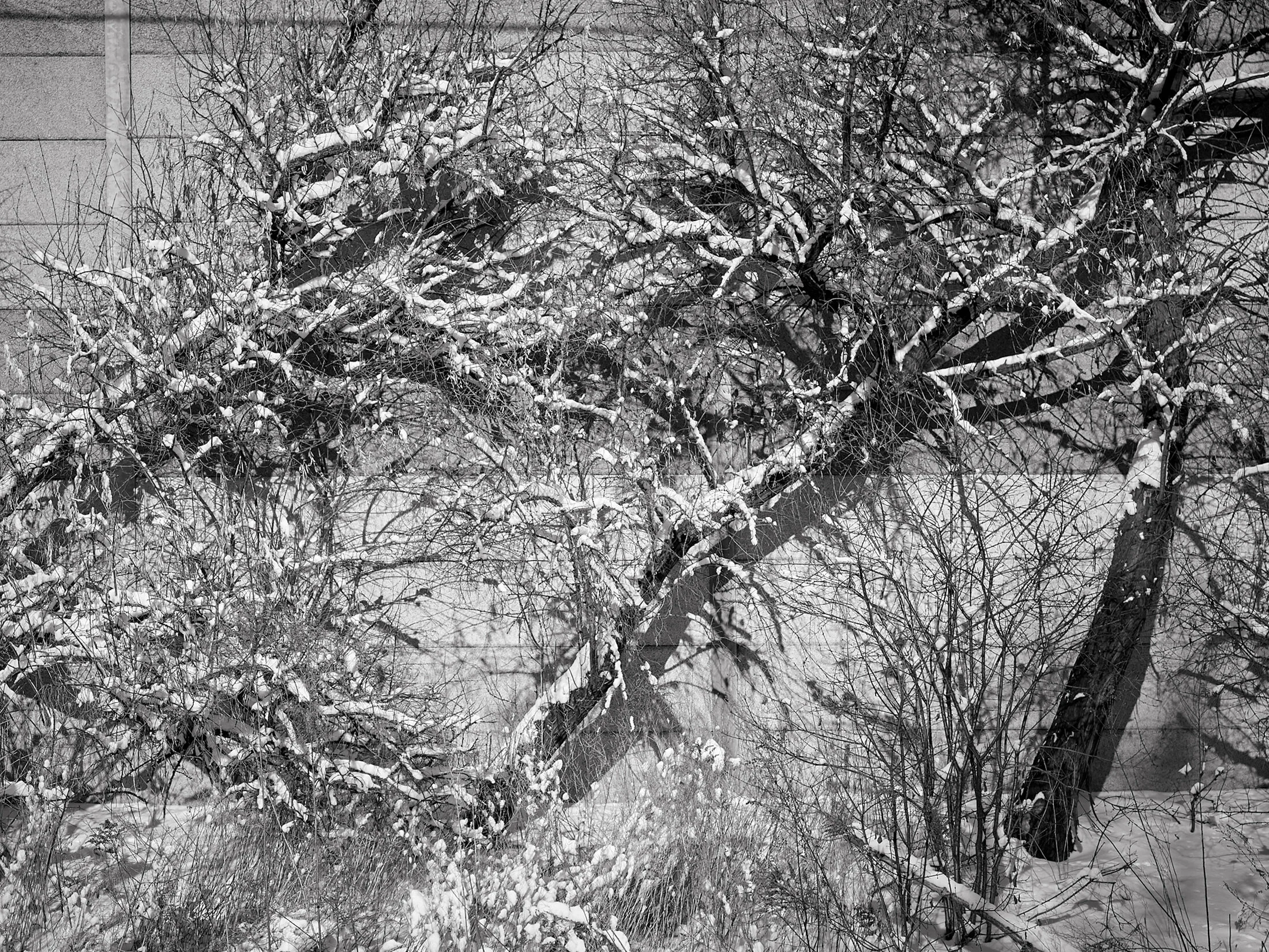 Snowy beauty by the side of the road