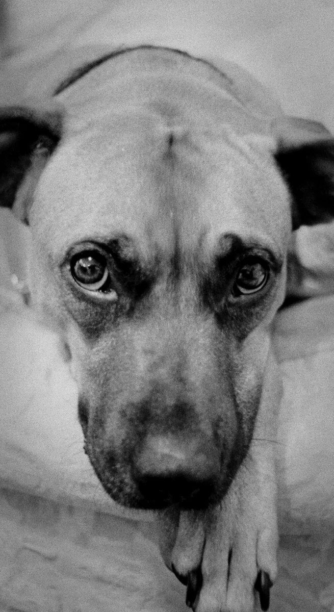 Beatrice008