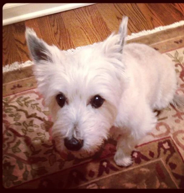 Charley 6/0701 to 4/20/17 Rest In Peace