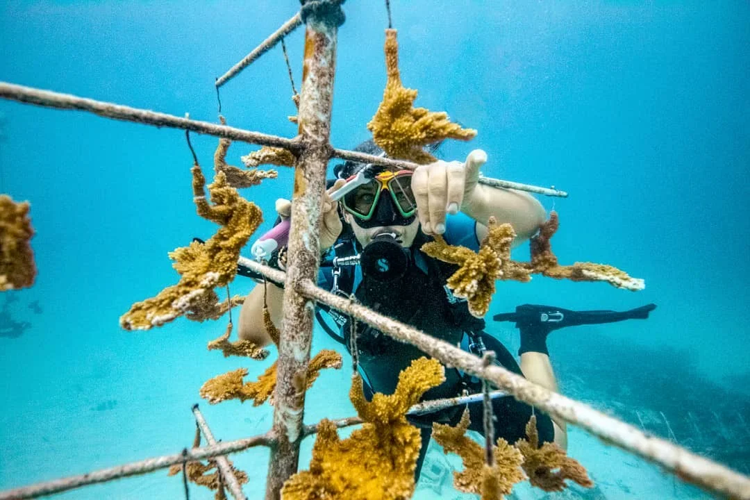 reef diver.jpg