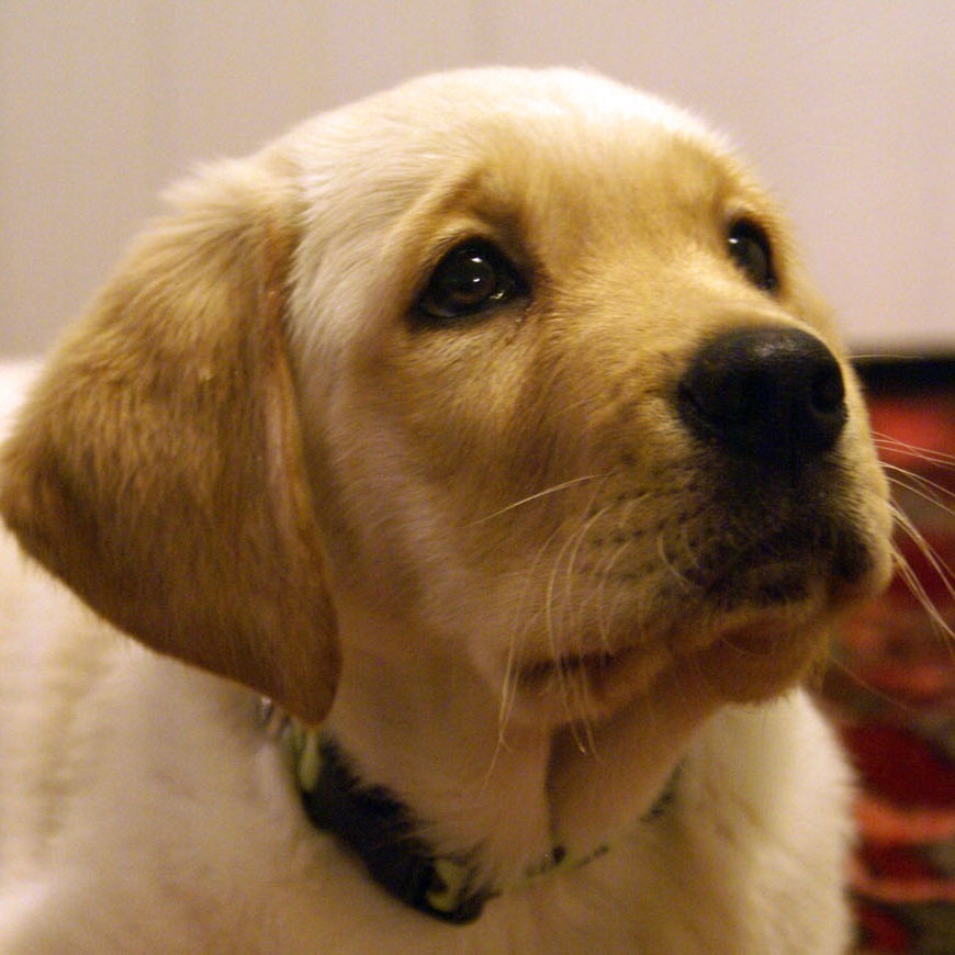 Sophie puppy.JPG